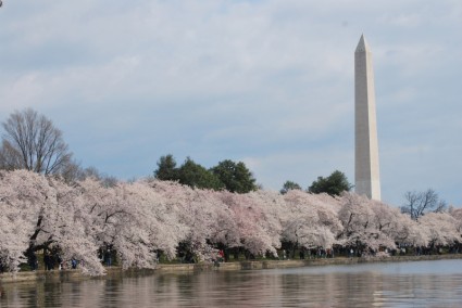 Washington im Frühjahr