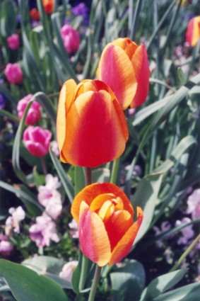 Вашингтон тюльпаны