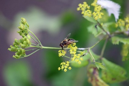 Wespe auf einer Pflanze