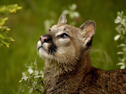 cougar vigile sfondi animali felini
