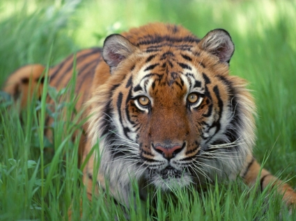用心深い目ベンガルの虎トラ動物を壁紙します。