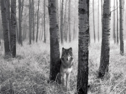 Các đôi mắt cảnh giác trong các loài động vật sói hoang dã hình nền