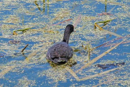 Water Bird Swamp Duck
