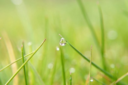 gota de agua sobre la hierba