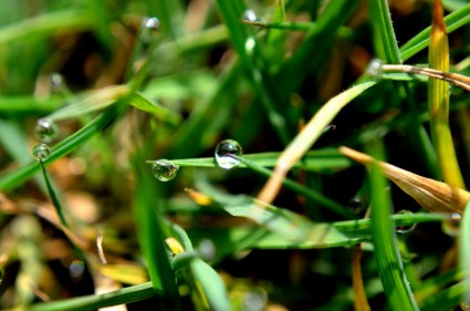 gouttes d'eau sur l'herbe