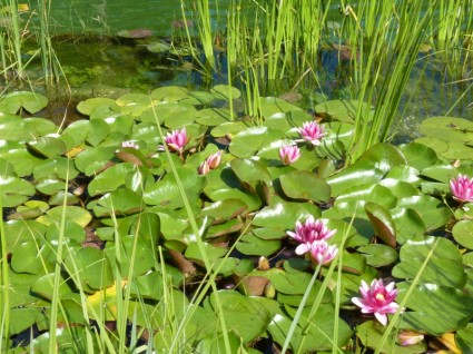 Lili air tanaman akuatik alam