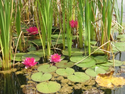 nước hoa lily hồ thiên nhiên