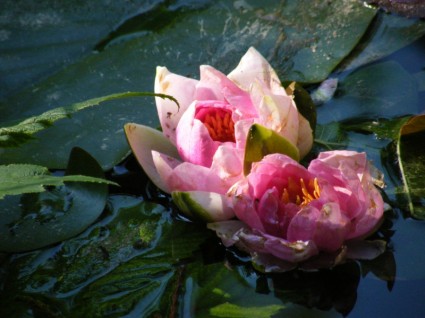 水のユリの花のピンク