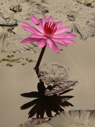 الوردي زهرة زنبق الماء.