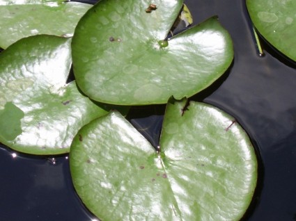 hojas de lirio de agua