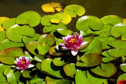 水 lilys 水花卉