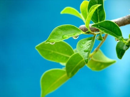Air di daun tanaman wallpaper alam