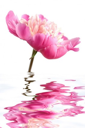 wody różowe kwiaty pień fotografia