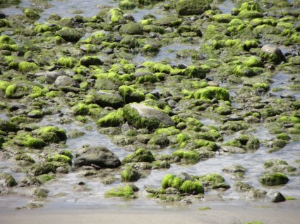 água pedras algas