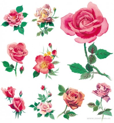 style aquarelle roses haute définition photo rose rosesp