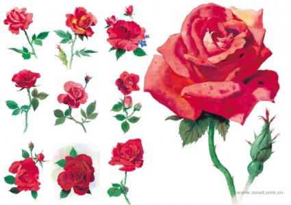 stile acquerello Rose ad alta definizione immagine rosso rosep