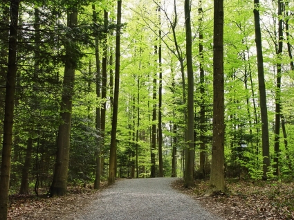 đường dài trong rừng nền cảnh quan thiên nhiên