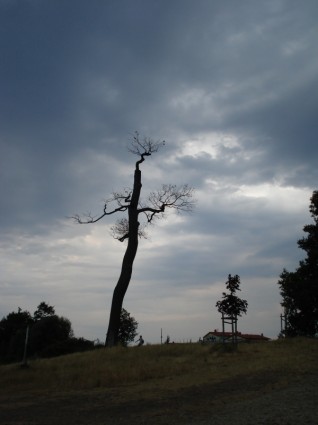 nuvole albero meteo