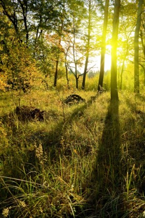 Weeds Under The Sunset Woods Highdefinition Picture