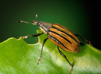 Gorgojo escarabajo diaprepes abbreviatus
