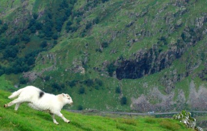 ovejas de montaña de Gales