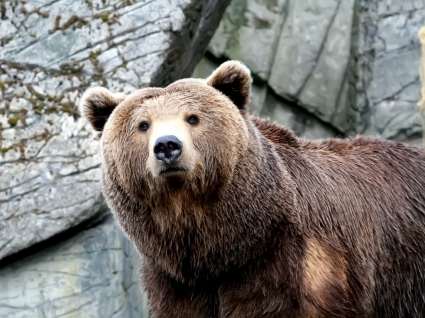湿的熊壁纸熊动物