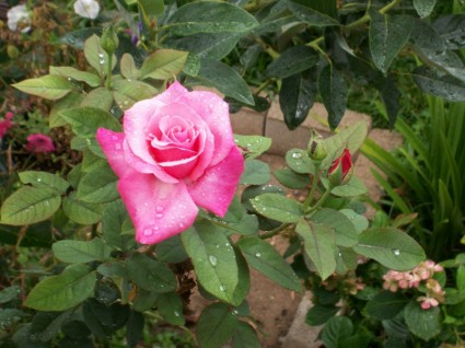 mokre róża