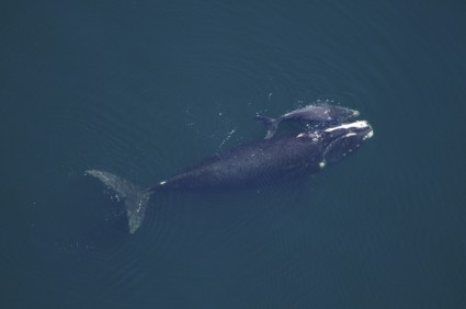 la ballena de vaca becerro mar
