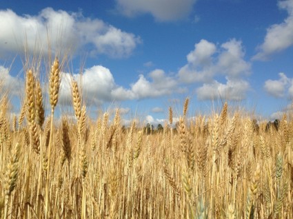 nubes de cielo azul de campo de trigo
