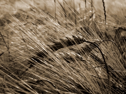 cosecha de trigo de otra naturaleza fondos de pantalla