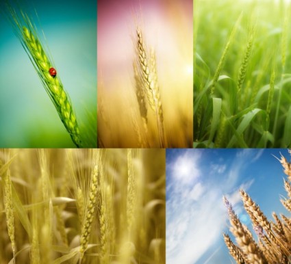 小麦清晰图片