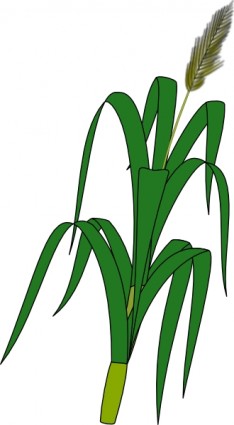 gandum tanaman pangan clip art