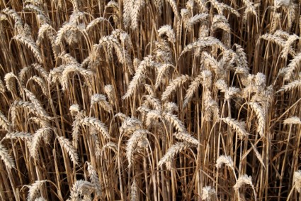 colheita de plantas de trigo
