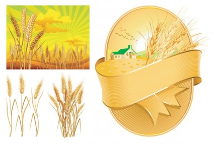 Wheat Theme Vector