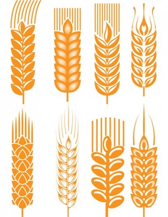 小麦のベクトル
