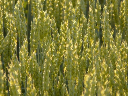 espiga de trigo trigo trigo campo