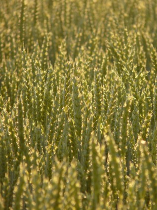 espiga de trigo trigo trigo campo
