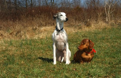 cani bassotto Whippet
