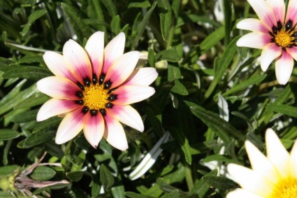 Samen von weißen und rosa Blüten