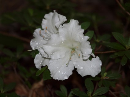 azalea trắng