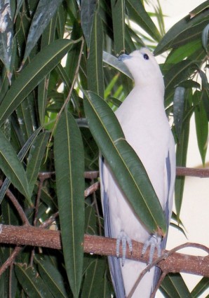 weißer Vogel