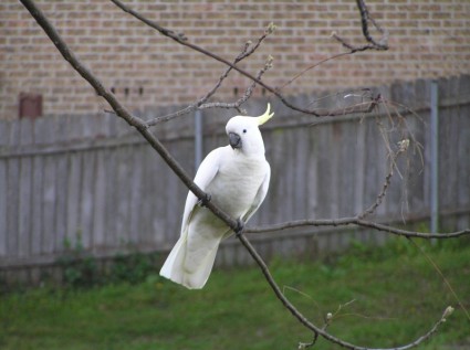 burung putih