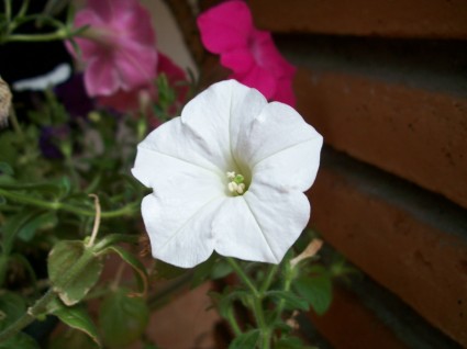 blossom putih