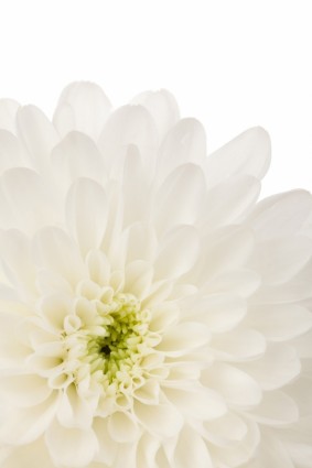 白色大麗花