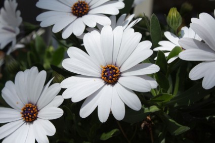 bunga-bunga daisy putih