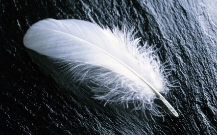 feather putih wallpaper pemandangan alam
