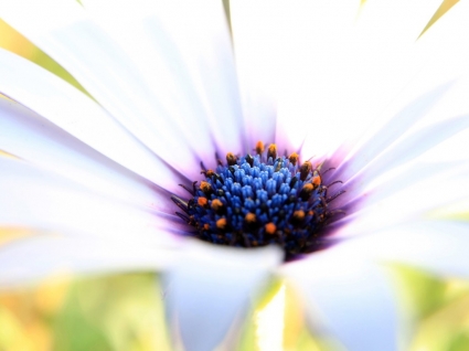 ไวท์ฟลาวเวอร์แมวอลล์เปเปอร์ดอกไม้ธรรมชาติ