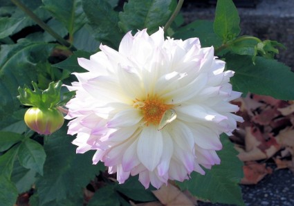 Белый цветок с розовыми краями