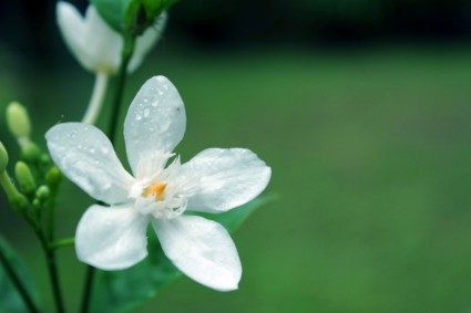 weiße Blume mit Wasser Tropfen
