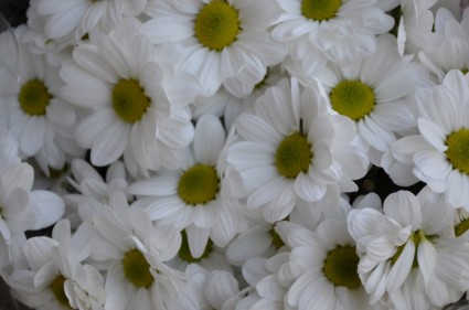 hoa trắng